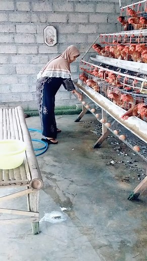 124K views · 2.5K reactions | 60 hens Keeping a house wife productive and busy! When are you going to ask us to construct a mini-poultry farm for your wife at your backyard? Talk to us today ❤️ | Poultrycare.ng | Facebook