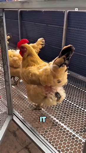 This is the easiest way to raise chickens 🐓