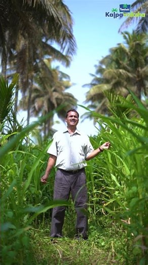 Intercropping fodder maize in coconut farm