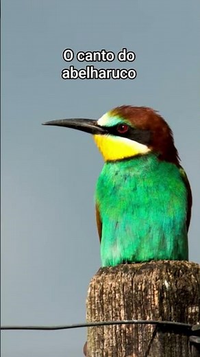o canto do abelharuco #aves #birds #animais