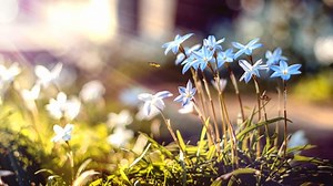 Sun, Flare, Fire, Space