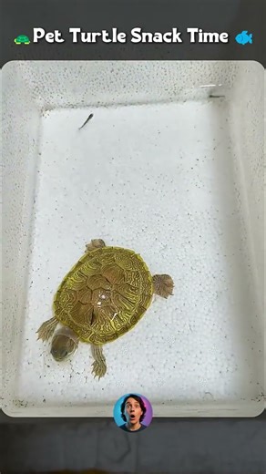 Watching a Tiny Turtle Hunt and Eat in its Tank