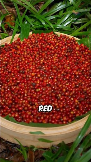 From Cherry to Cup: A Coffee Journey