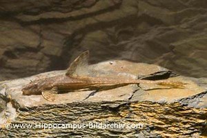 Rineloricaria - Alchetron, The Free Social Encyclopedia