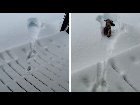 Dog Regrets Jumping Into 40-Inches Of Snow