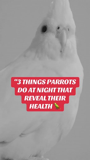 Understanding Parrot Behavior at Night