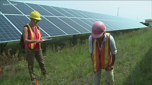 How solar farms are now being used to attract more pollinators to local farms