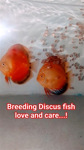 Breeding Discus fish love and care....! #discusfish #fish #aquarium