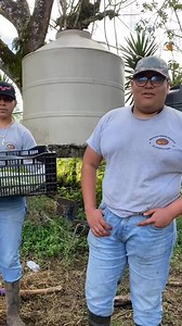 3.1K views · 96 reactions | Los alumnos del Instituto Teórico Práctico de Agricultura realizando la siembra del cultivo de Acelga (Beta vulgaris) en el módulo de Hortalizas. | Escuela de Agricultura Itpa Guatemala | Facebook