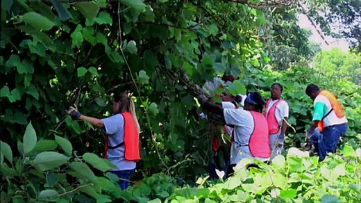 Zukunft ohne Menschen - Das Gesetz der Wildnis