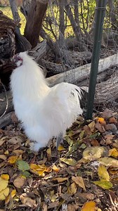 20K views · 368 reactions | Cute silkie rooster  with a hen ❤️ #chickenlover #backyardchickens #adorable #roosterlove #fbreels #follower #fypシ #chickens | My lovely Animals | Facebook