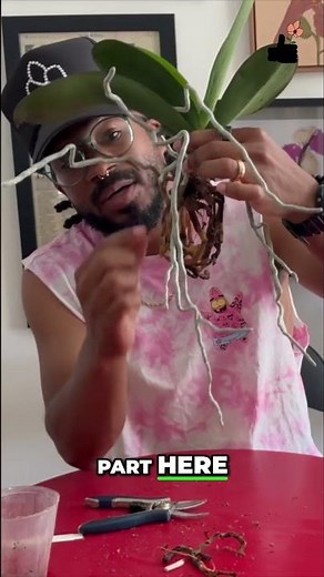 Pruning Orchid Roots During Repotting (What to Cut)