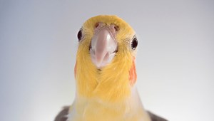 Cockatiels' Singing Skills Confirmed As They Mimic Human Whistles In Perfect Harmony