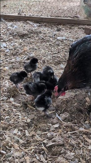 Are All These Baby Chicks Doing Fantastic?