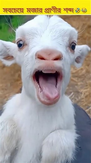 সবচেয়ে মজার প্রাণীর শব্দ 😂 🤣