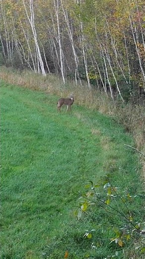 Tactacam 6.0 4K deer kill 🦌