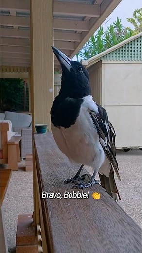 Wildbird Singing like an Opera Star✨