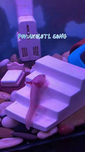 Adorable Axolotl on Pink Stairs: A Cute Encounter