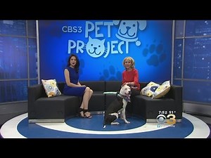 CBS Pet Project: Pet Vaccinations