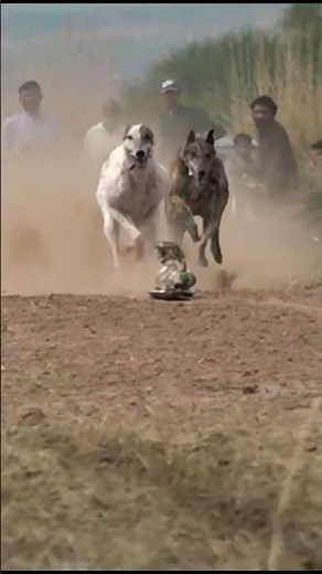 Speed Kings of the Track – Greyhound Racing Highlights ‪@ExplorePotohar‬