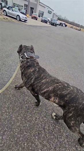 Canary Island import #puppy #dog #canaryislands #walkthrough #import