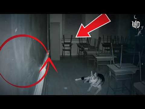 Dogs React to Ghosts Caught on Security Cameras (This Is Terrifying)