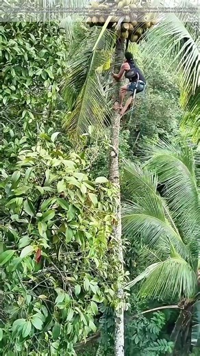 Going Ape for Coconuts: Why Bare Hands Still Beat Machines