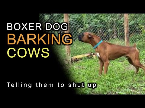 Boxer dog barking telling cow to shut up
