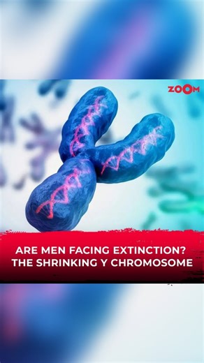 7.3K views · 23 reactions | The human Y chromosome has been losing genes over time, and some scientists believe it could vanish within the next few million years. A few thousand years ago, it had 900 genes, but today only 55 are left! Could this mean the end of the Y chromosome? Tune in for details! #zoomtv #healthandlifestyle #malebirth #ychromosomes #study | Zoom TV | Facebook
