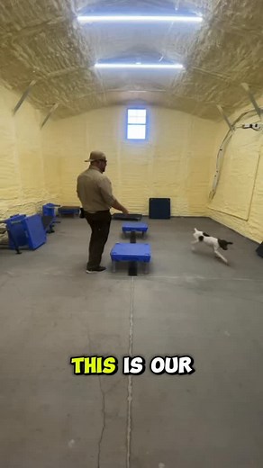 Remy’s very first training session! Starting with simple food luring and recall work to build confidence and engagement. At this stage, it’s all about movement, energy, and fun — we’ll add structure later once she understands the game. Great start for this little pup! 🐾​ ​ #PuppyTraining #BestGunDogs #DogTrainingJourney #RecallTraining #GSPPuppy | Best Gun Dogs