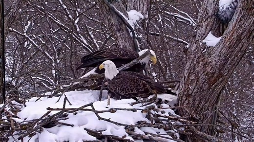 Thank you so much to everyone who made a donation yesterday! Every donation in any amount keeps cameras running, supports our field work, protects nests, and brings the lives of raptors into homes and classrooms around the world. If you'd like to take a deeper look at our field work in 2025, check out our banding report here: https://www.raptorresource.org/raptorresource/pdf/2025BandingReport.pdf. Today we're sharing Nestflix and news from the Decorah North Nest. It's been a busy few days in the