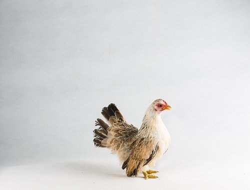 Serama chicken hatcheries and breeders — The Featherbrain