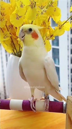 Adorable Cockatiel Jerry's Cute Singing and Dancing Moments ✨🎶🦜💖 #cockatielscraze #birdsinging