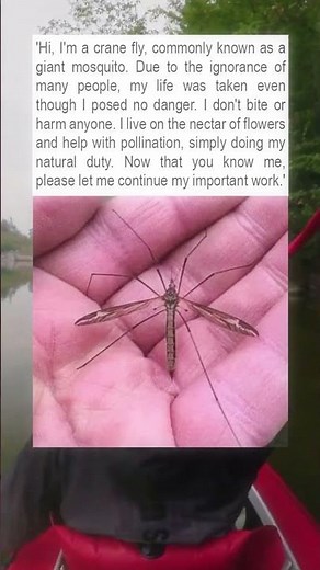 The Truth About The Crane Fly