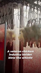 🚨 BREAKING: Chickens reportedly mutilated, bruised, drowned, & decapitated—sometimes while still conscious 😰 These whistleblower reports EXPOSE what a “certified humane” chicken flesh company that slaughters 600,000 chickens 𝘱𝘦𝘳 𝘸𝘦𝘦𝘬 really looks like. What’s reportedly happening behind closed doors at Farmer Focus will make you sick 🤢 | PETA (People for the Ethical Treatment of Animals)