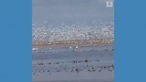 Thousands of snow geese migrating north