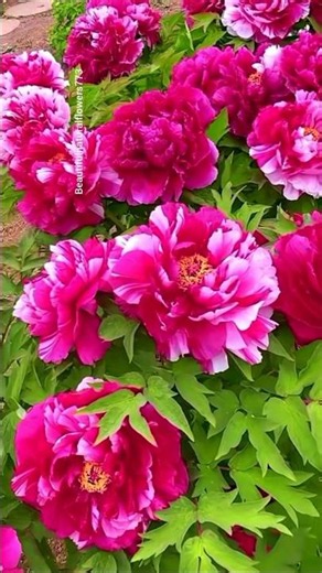 🌷 Peony Paradise 🌸 | Relaxing Nature Video in 4K"