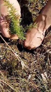 Planting Bareroots with a Dibble