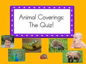 Animal Coverings