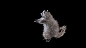 Raccoon Dancing Realistic Animation 3d Cartoon Stock Footage Video (100% Royalty-free) 1093969945 | Shutterstock