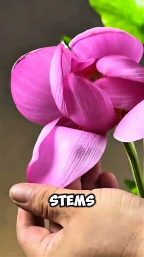 Why florists use lotus roots..🤯