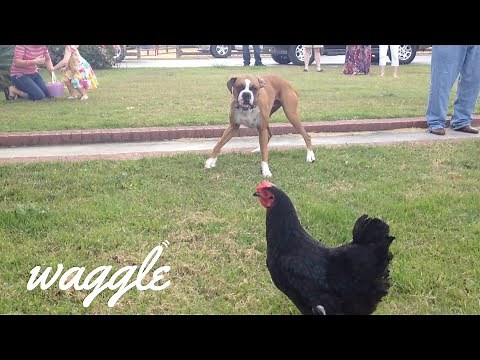 Clumsy Animals | Try Not to Laugh Challenge