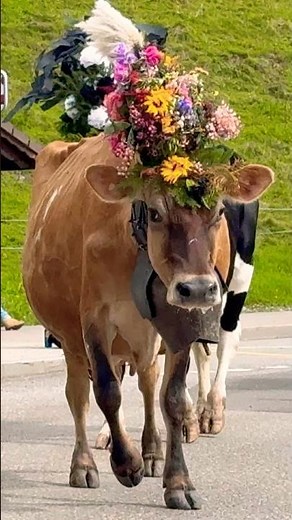 Alpine Cow Parade: France’s Colorful Désalpe Festival