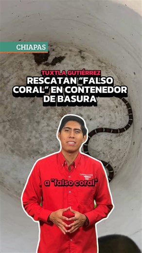 Rescatán "Falso Coral" en contenedor de basura #NoticiaAlMomento #CuartoPoderMX #TuDiarioVivir #Mundo #Chiapas #México | Cuarto Poder Mx
