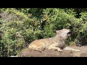 Gray Wolf Howls with Endangered Red Wolves