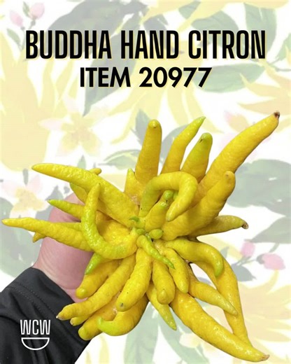 Meet Buddha’s Hand, the citron that grabs attention before it ever hits the cutting board. Its bright aroma is clean, citrusy, and surprisingly floral, which makes it a standout for pastry, syrups, infused spirits, and any dish where zest is the star. Since there is no bitter pith, you get pure flavor in every twist and curl of those wild “fingers.” Chefs use it for cocktails, vinaigrettes, cured fish, and dessert work, but it shines anywhere you need bold citrus. Keep an eye out for it in the a