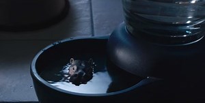 VIDEO: The famous house hippo PSA returns to Canadian homes