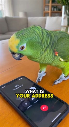 31K views · 958 reactions | PARROT's Most Dramatic 911 Call Over a Lack of Snacks! 藍 | Global Weird News | Facebook