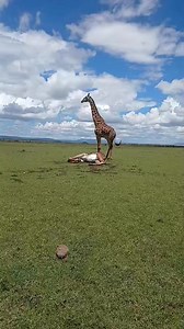 2.5M views · 10K reactions | Giraffe Lost This Battle 漣漣 #nature #wildlife #dk #animals #safari | Wildest Kruger Sightings | Facebook