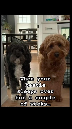 Louie and his bestie! #louiethedoodle